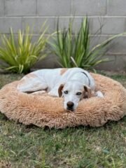 NIDO NORDICO ANTIESTRES BEIGE 80 CM